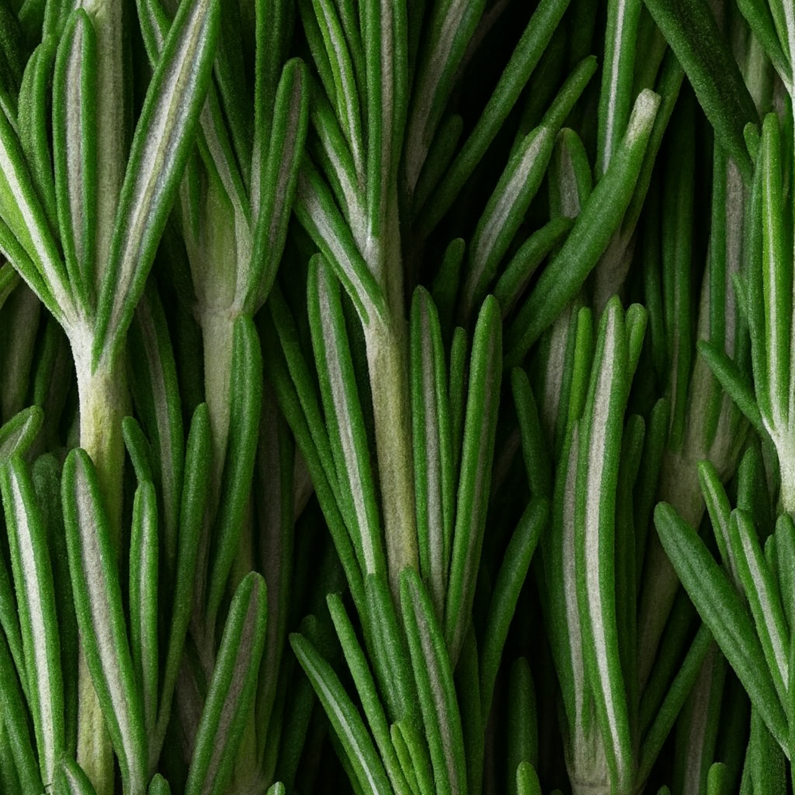leaf & dew™ rosemary scalp hydration serum